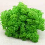 20G Natural Moss Artificial Plant Eternal Moss Home Garden Decoration DIY Flower Material Micro Landscape Accessories