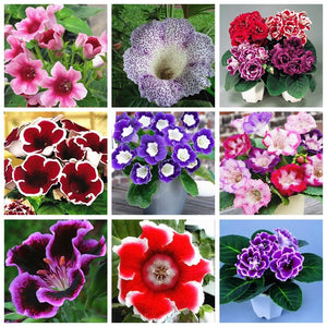 100 Pcs Rare Bonsai Flowers Gloxinia Climbing Gloxinia Flower For Home Diy Garden Perennial Flowering Ornamental-Plant