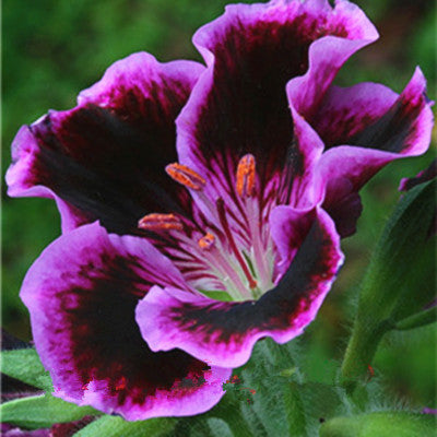 100 Pcs Rare Bonsai Flowers Gloxinia Climbing Gloxinia Flower For Home Diy Garden Perennial Flowering Ornamental-Plant