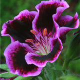 100 Pcs Rare Bonsai Flowers Gloxinia Climbing Gloxinia Flower For Home Diy Garden Perennial Flowering Ornamental-Plant