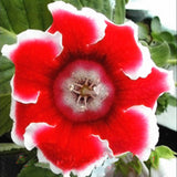 100 Pcs Rare Bonsai Flowers Gloxinia Climbing Gloxinia Flower For Home Diy Garden Perennial Flowering Ornamental-Plant