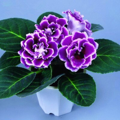 100 Pcs Rare Bonsai Flowers Gloxinia Climbing Gloxinia Flower For Home Diy Garden Perennial Flowering Ornamental-Plant