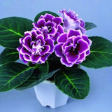 100 Pcs Rare Bonsai Flowers Gloxinia Climbing Gloxinia Flower For Home Diy Garden Perennial Flowering Ornamental-Plant