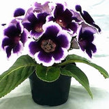 100 Pcs Rare Bonsai Flowers Gloxinia Climbing Gloxinia Flower For Home Diy Garden Perennial Flowering Ornamental-Plant