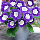 100 Pcs Rare Bonsai Flowers Gloxinia Climbing Gloxinia Flower For Home Diy Garden Perennial Flowering Ornamental-Plant