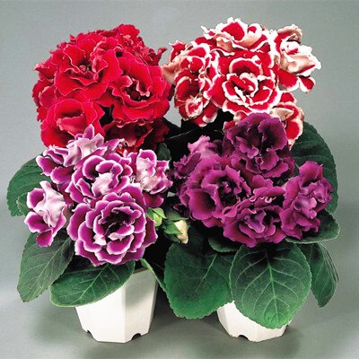 100 Pcs Rare Bonsai Flowers Gloxinia Climbing Gloxinia Flower For Home Diy Garden Perennial Flowering Ornamental-Plant