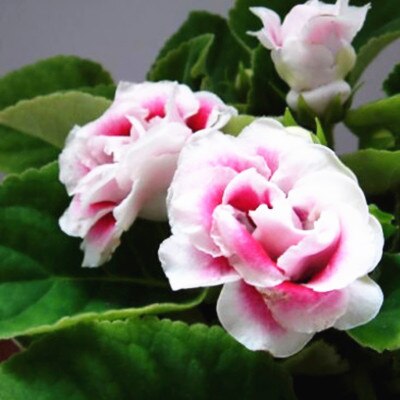 100 Pcs Rare Bonsai Flowers Gloxinia Climbing Gloxinia Flower For Home Diy Garden Perennial Flowering Ornamental-Plant