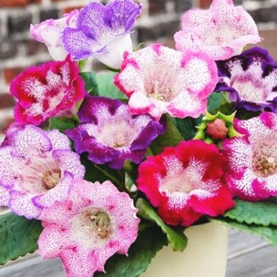 100 Pcs Rare Bonsai Flowers Gloxinia Climbing Gloxinia Flower For Home Diy Garden Perennial Flowering Ornamental-Plant