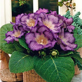 100 Pcs Rare Bonsai Flowers Gloxinia Climbing Gloxinia Flower For Home Diy Garden Perennial Flowering Ornamental-Plant