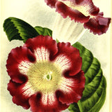 100 Pcs Rare Bonsai Flowers Gloxinia Climbing Gloxinia Flower For Home Diy Garden Perennial Flowering Ornamental-Plant