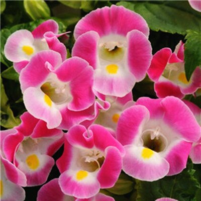 100 Pcs Rare Bonsai Flowers Gloxinia Climbing Gloxinia Flower For Home Diy Garden Perennial Flowering Ornamental-Plant