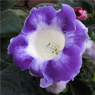 100 Pcs Rare Bonsai Flowers Gloxinia Climbing Gloxinia Flower For Home Diy Garden Perennial Flowering Ornamental-Plant