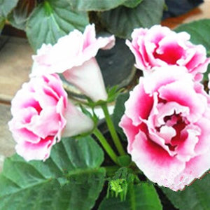 100 Pcs Rare Bonsai Flowers Gloxinia Climbing Gloxinia Flower For Home Diy Garden Perennial Flowering Ornamental-Plant