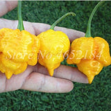 Hot Chili Carolina Reaper Organic Outdoor Vegetable Rainbow Bell Ghost Pepper Home Garden for Flower Pot Planter 100 pcs / bag