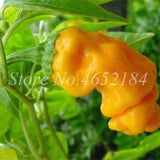 Hot Chili Carolina Reaper Organic Outdoor Vegetable Rainbow Bell Ghost Pepper Home Garden for Flower Pot Planter 100 pcs / bag