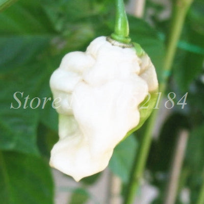 Hot Chili Carolina Reaper Organic Outdoor Vegetable Rainbow Bell Ghost Pepper Home Garden for Flower Pot Planter 100 pcs / bag