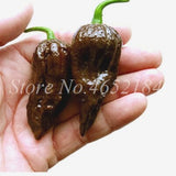 Hot Chili Carolina Reaper Organic Outdoor Vegetable Rainbow Bell Ghost Pepper Home Garden for Flower Pot Planter 100 pcs / bag