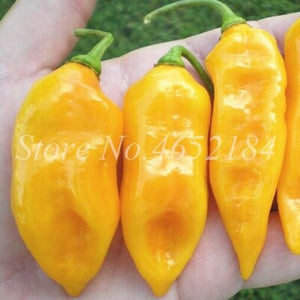 Hot Chili Carolina Reaper Organic Outdoor Vegetable Rainbow Bell Ghost Pepper Home Garden for Flower Pot Planter 100 pcs / bag