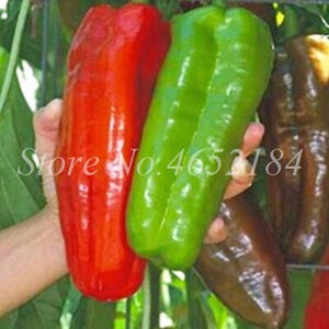 Hot Chili Carolina Reaper Organic Outdoor Vegetable Rainbow Bell Ghost Pepper Home Garden for Flower Pot Planter 100 pcs / bag