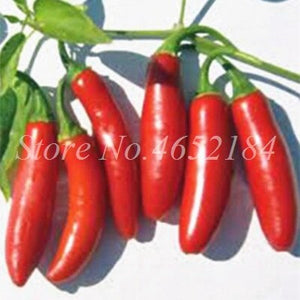 Hot Chili Carolina Reaper Organic Outdoor Vegetable Rainbow Bell Ghost Pepper Home Garden for Flower Pot Planter 100 pcs / bag